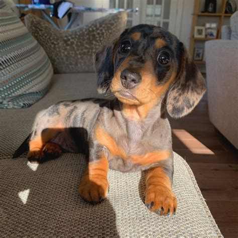 Gallery tcdoxie 2022-09-25T1955540000. . Dachshund puppies for sale houston